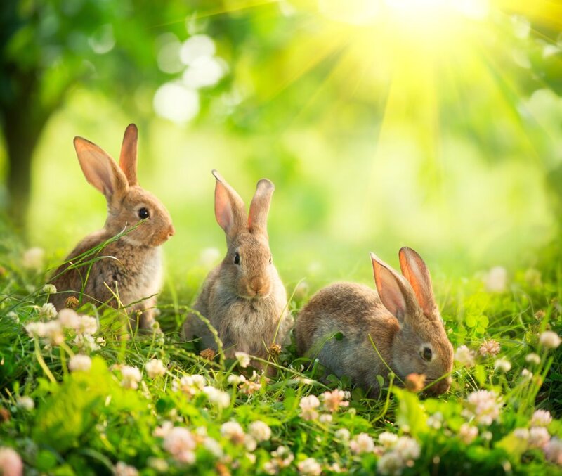 Three Baby Rabbits — Green, Serene