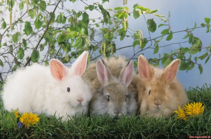 Three Baby Rabbits — Green