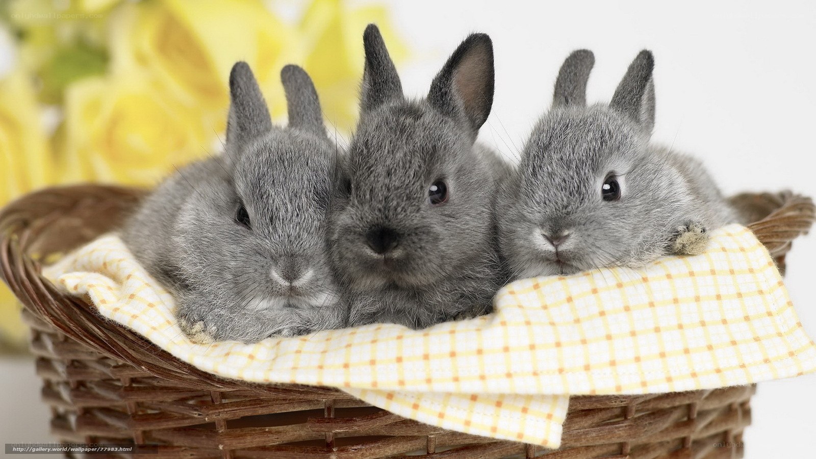 three baby rabbits in a basket