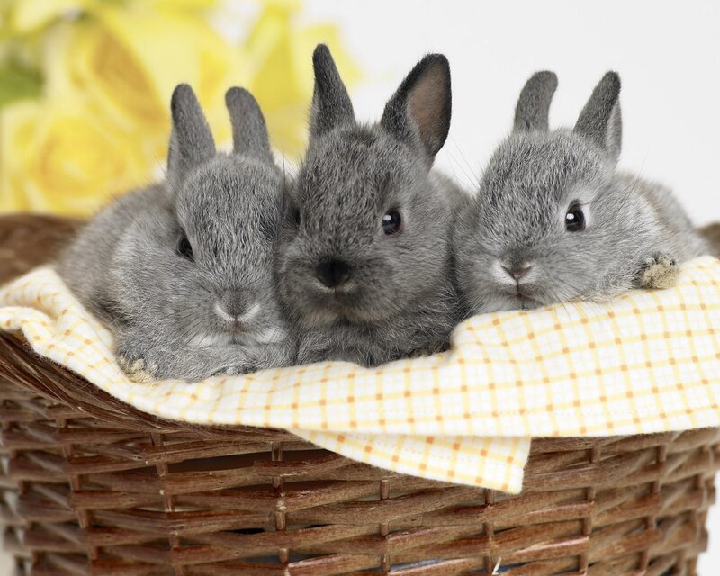 Three baby rabbits in a basket