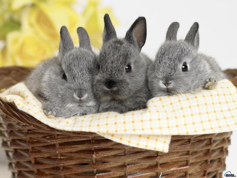Three baby rabbits in a basket