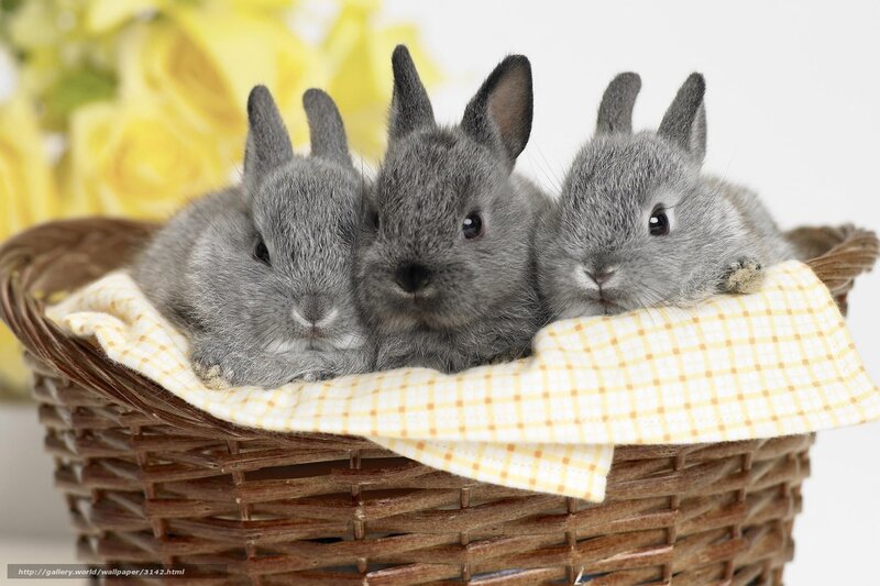 three baby rabbits in a basket