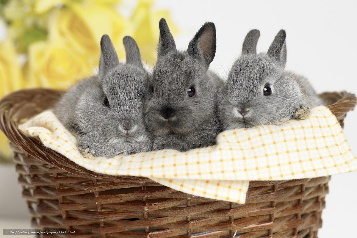 three baby rabbits in a basket