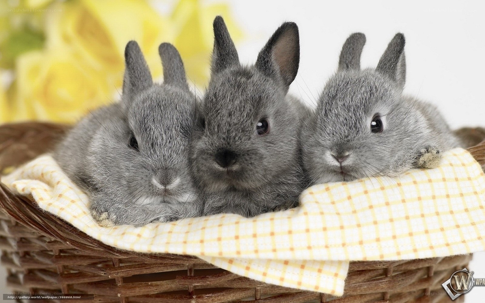 three baby rabbits in basket
