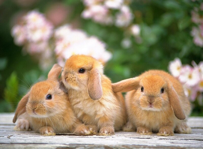 Three baby rabbits in garden