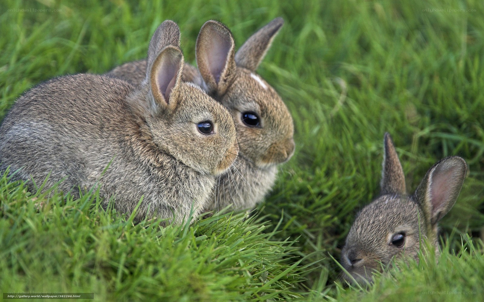 Three baby rabbits in grass