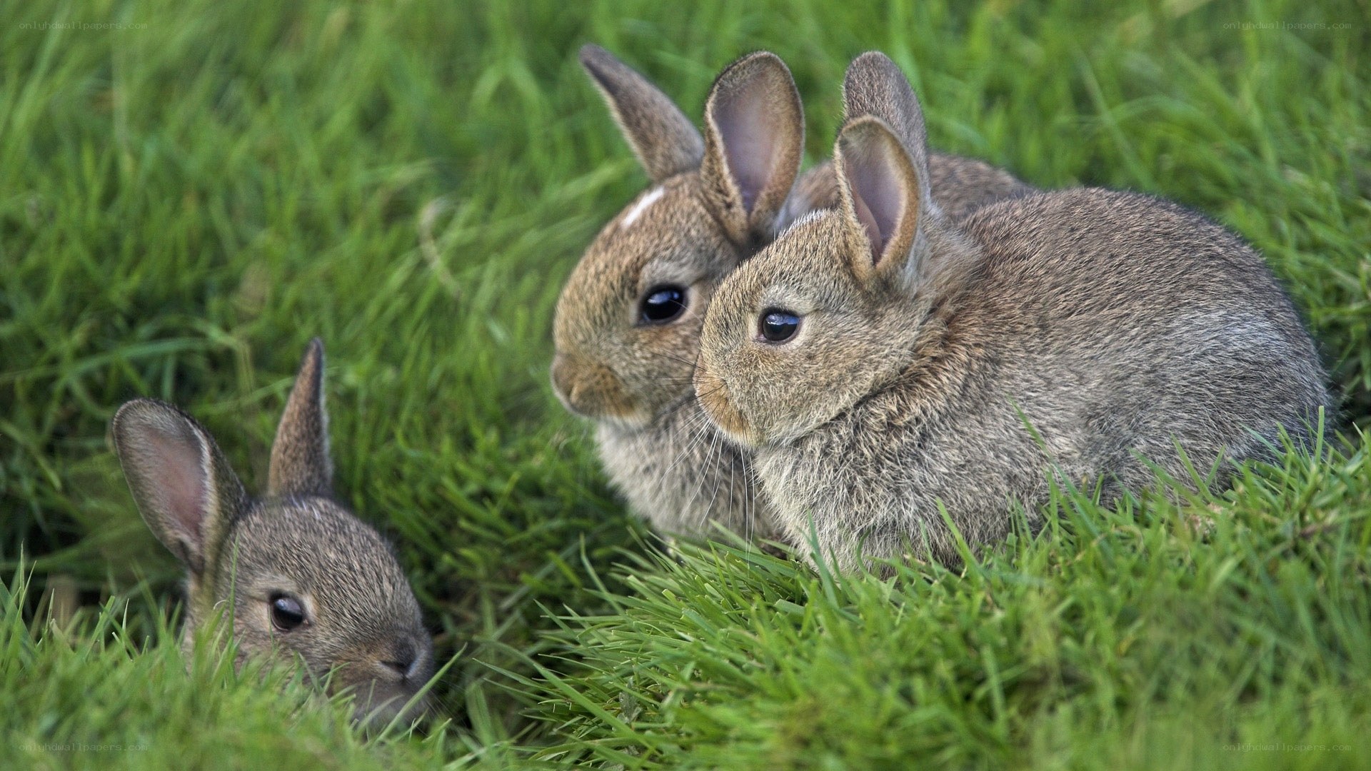 Three baby rabbits in grass