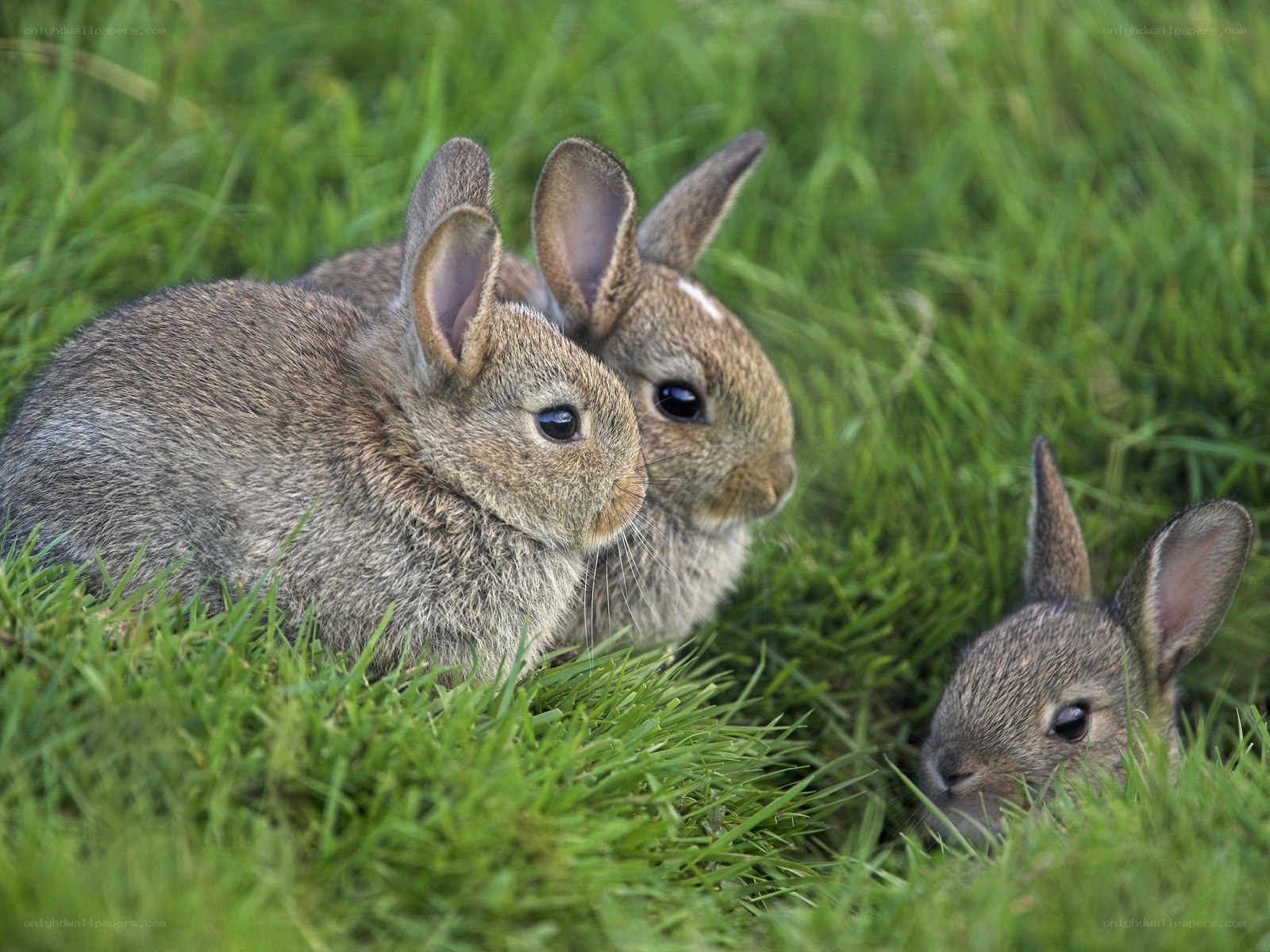Three baby rabbits in grass
