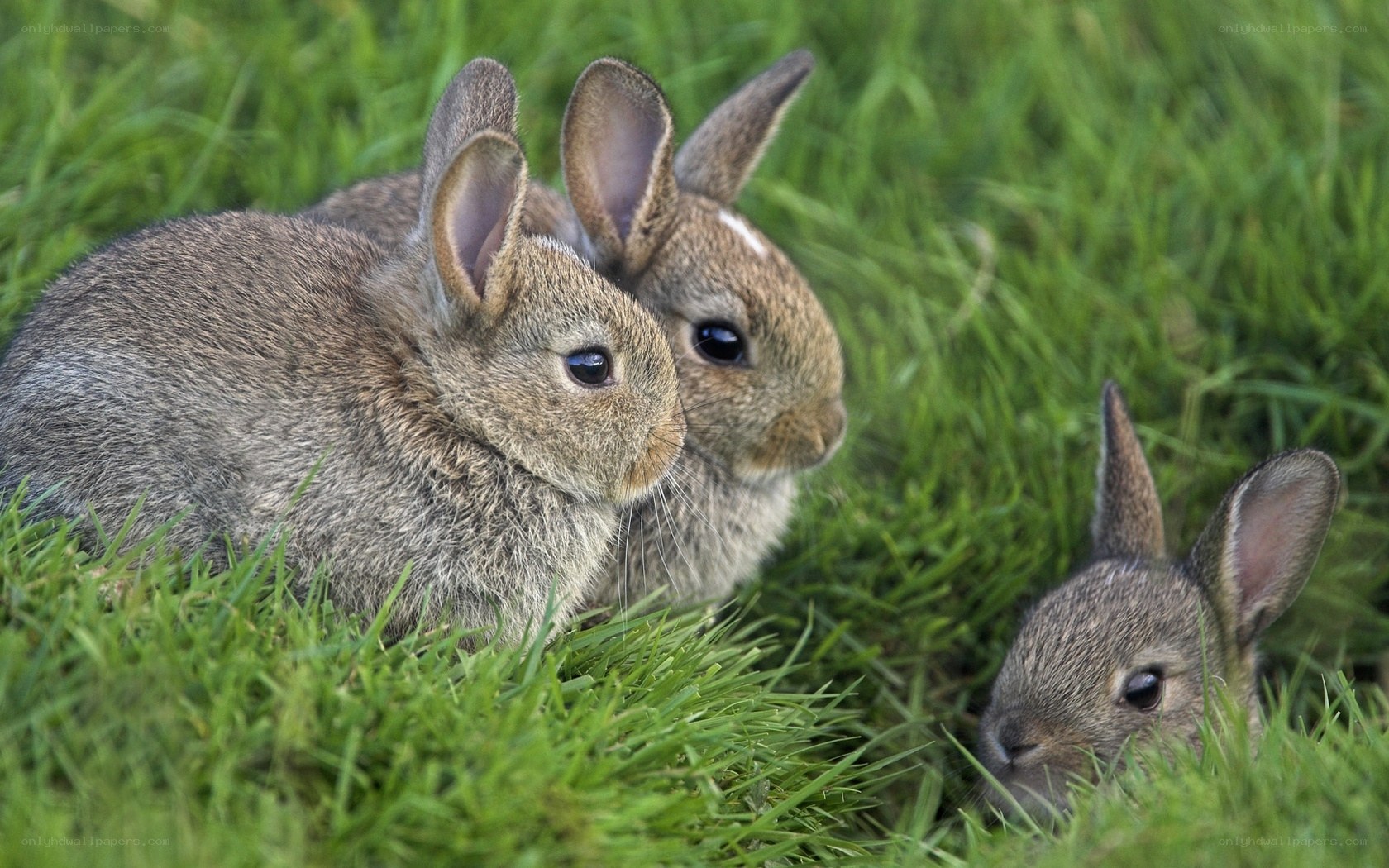 Three baby rabbits in grass