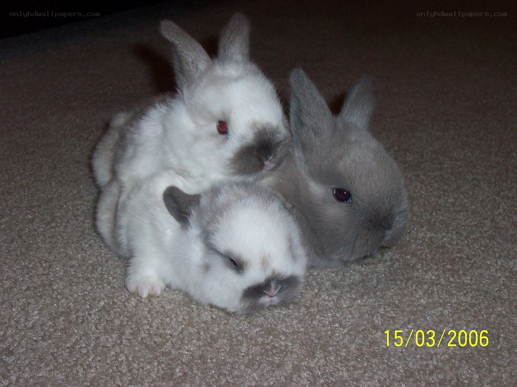 three baby rabbits on carpet
