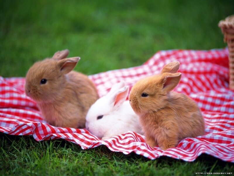 Three Baby Rabbits