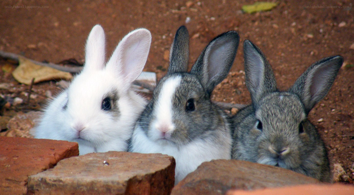Three baby rabbits together