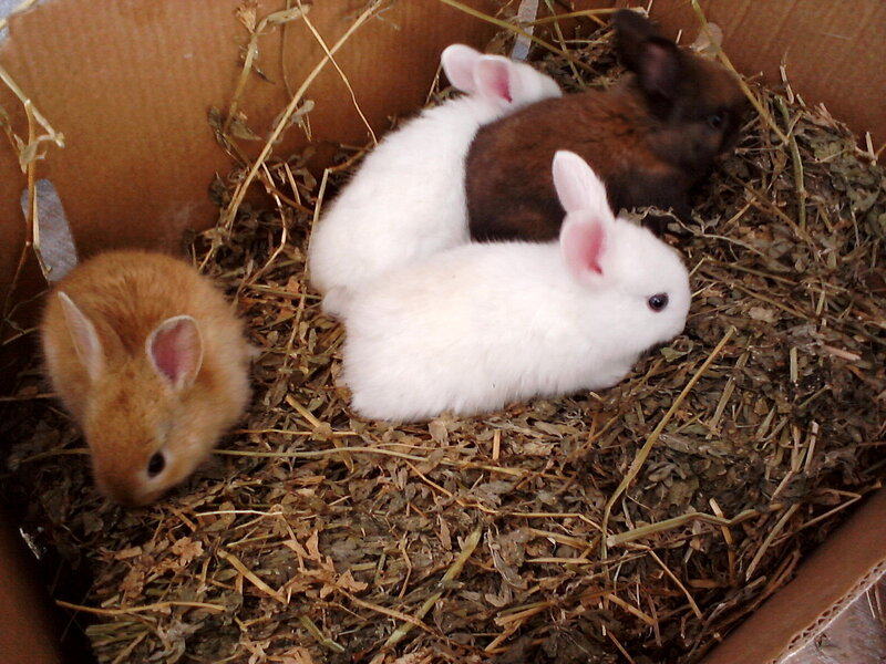 Three Baby Rabbits — White, Calm, Photograph