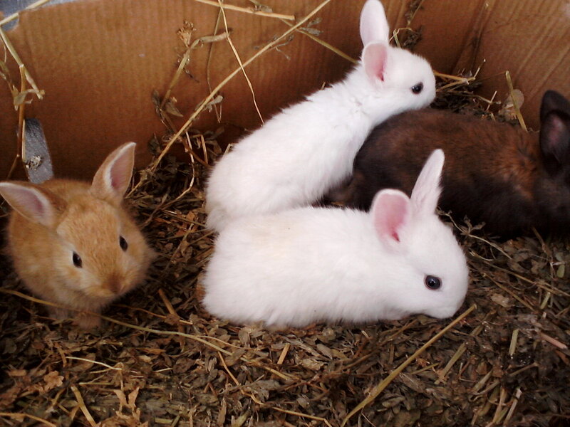 Three Baby Rabbits — White, Calm