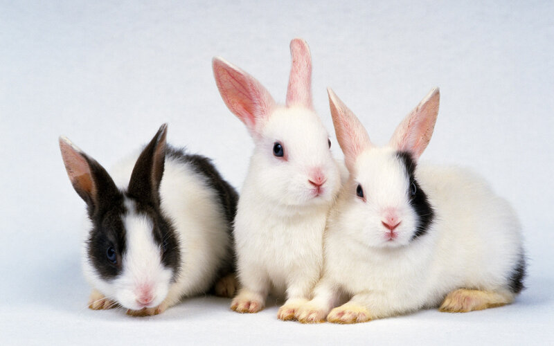 Three Baby Rabbits — White