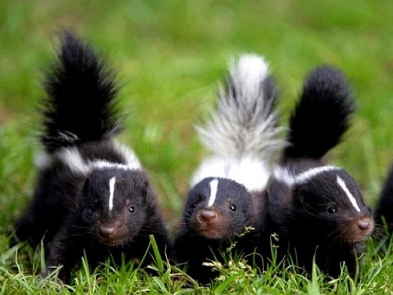 three baby skunks in grass