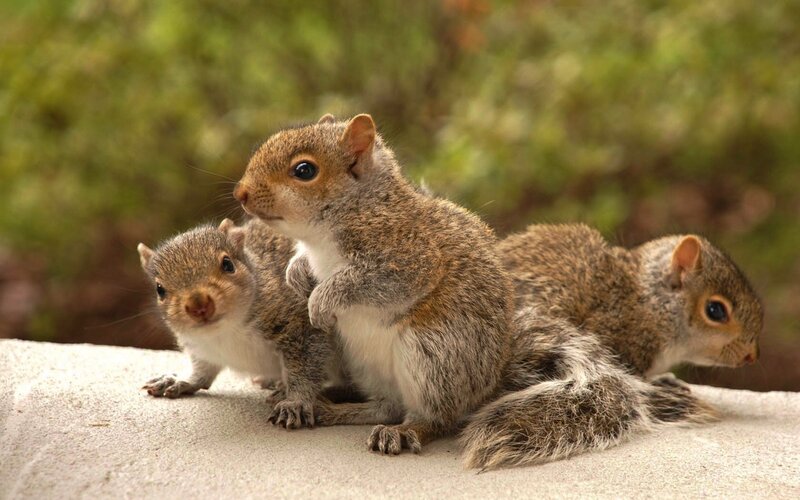 Three Baby Squirrels — Brown