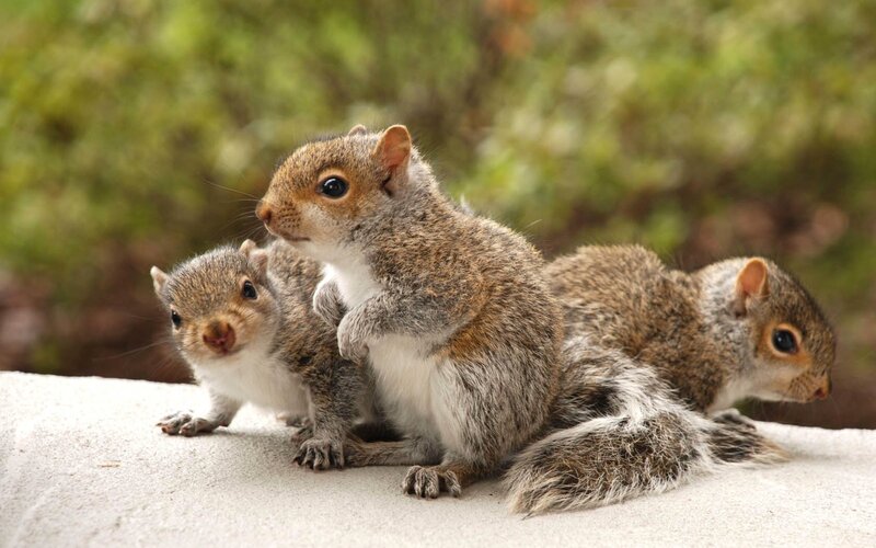 three baby squirrels together