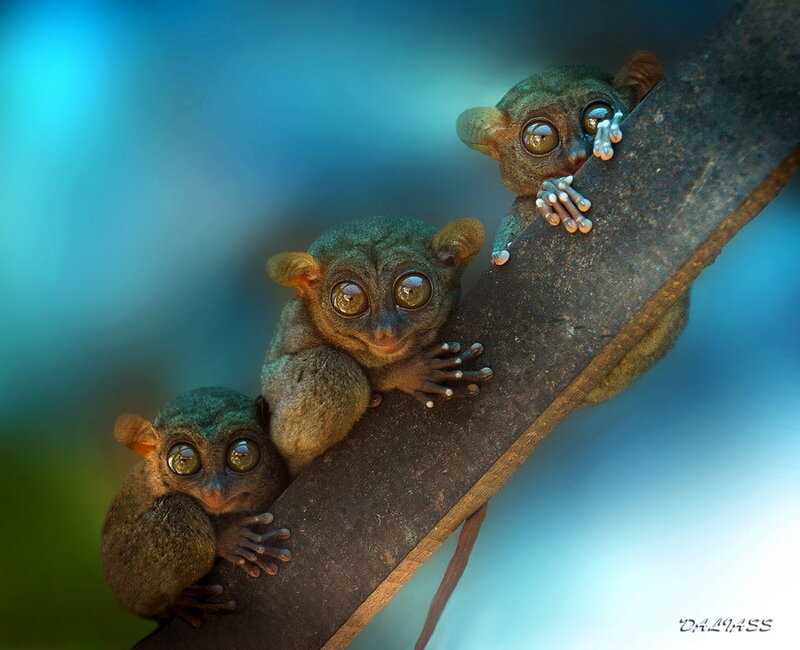 Three baby tarsiers on a branch