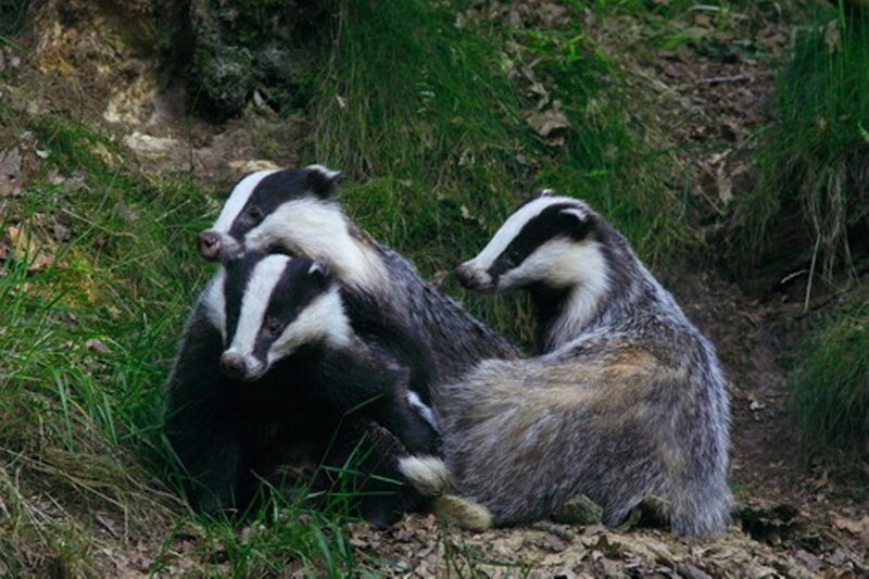 Three Badgers in Forest