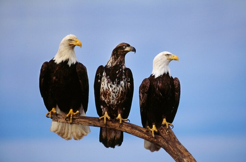 Three Bald Eagles — Blue
