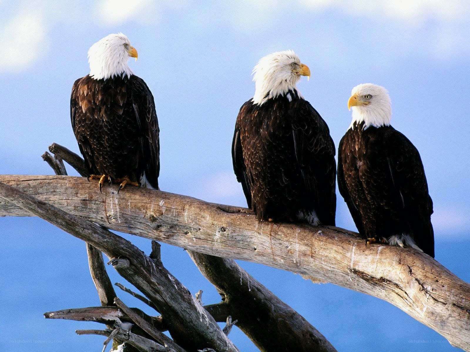 Three bald eagles on a branch