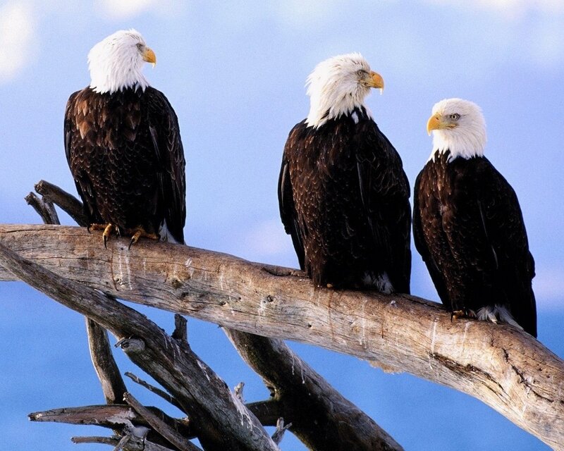 Three bald eagles on a branch