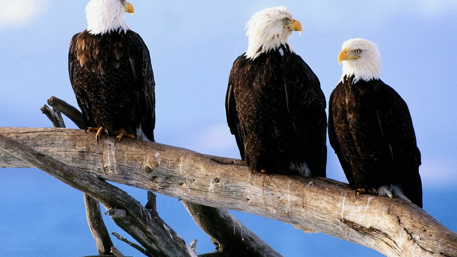 Three bald eagles on a branch