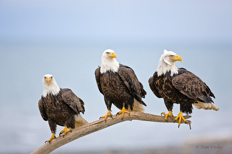 Three Bald Eagles — White