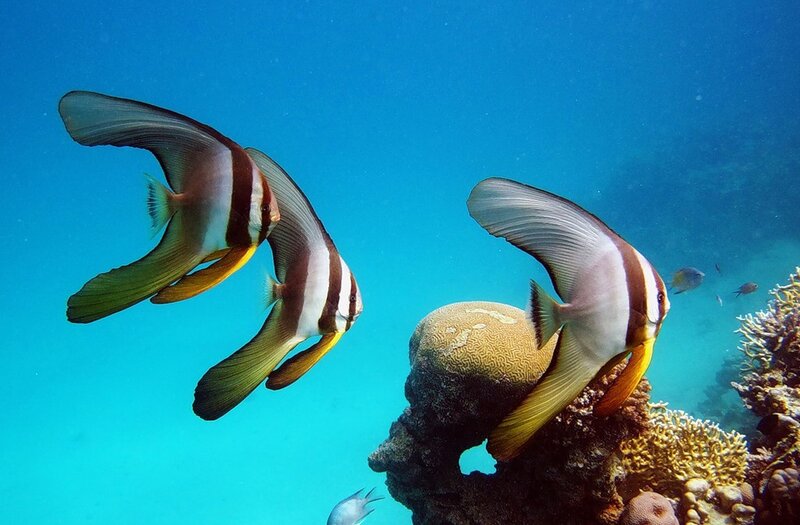 Three Bannerfish Swimming — Blue