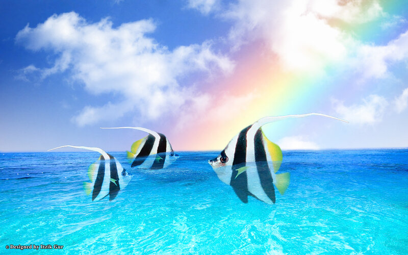 Three Bannerfish Swimming