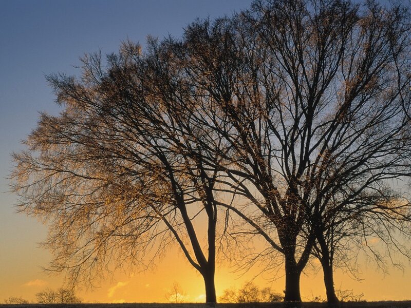 Three Bare Trees — Blue