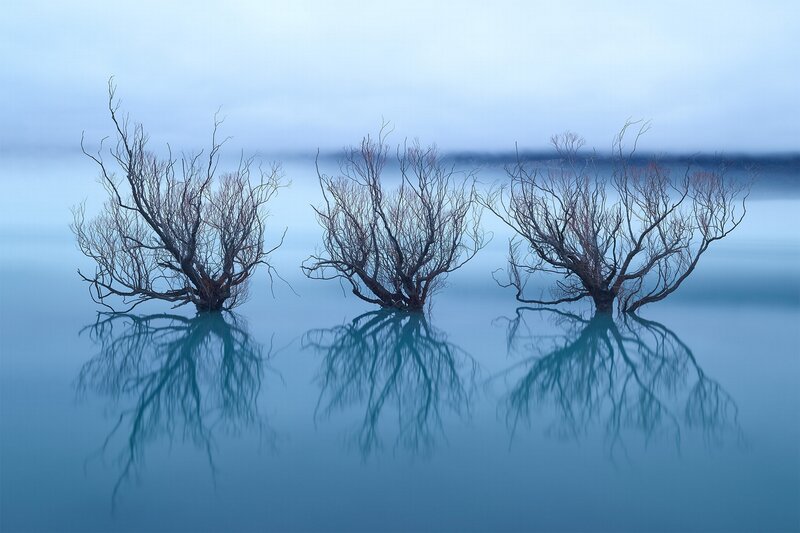 Three Bare Trees in Water