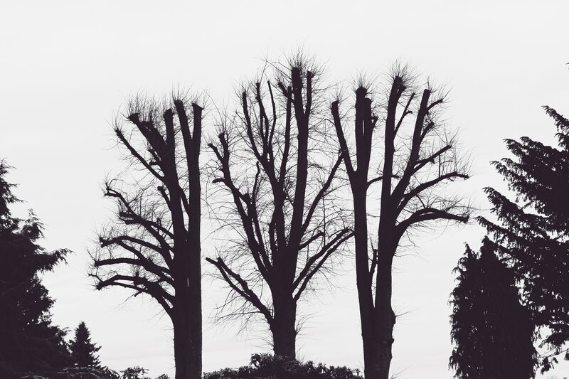 Three Bare Trees