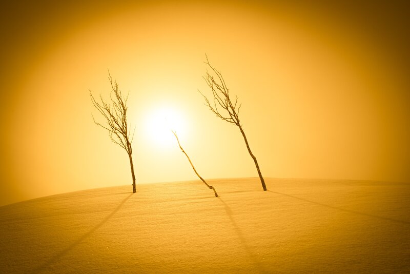 Three Bare Trees — Yellow