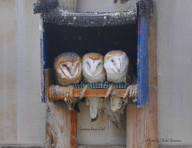 Three barn owls in a box