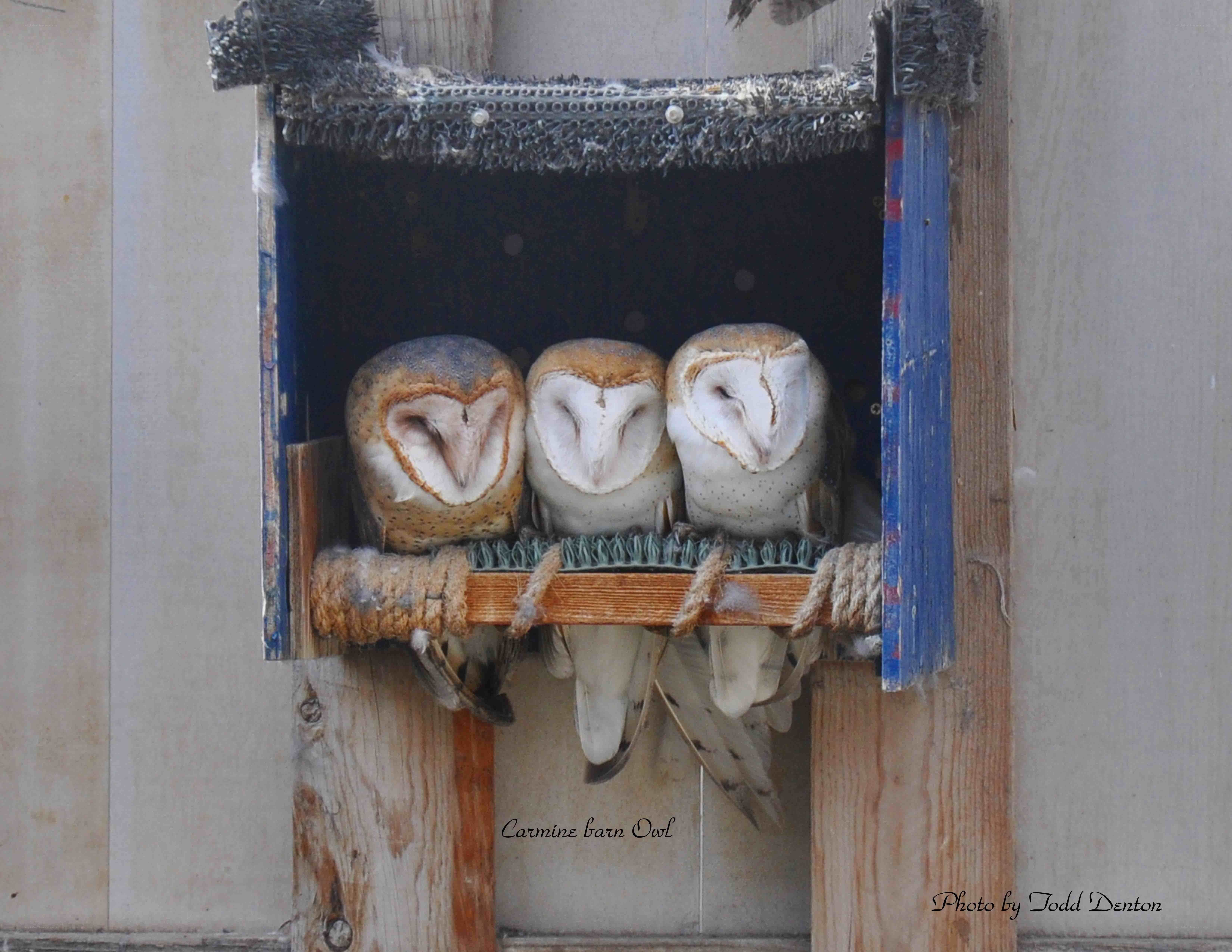 Three barn owls in a box