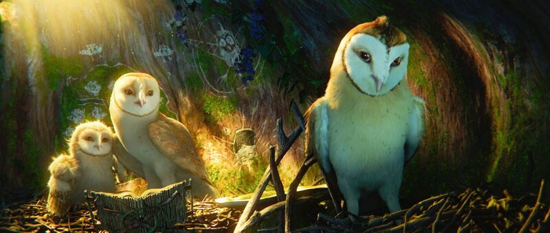 Three Barn Owls in Nest