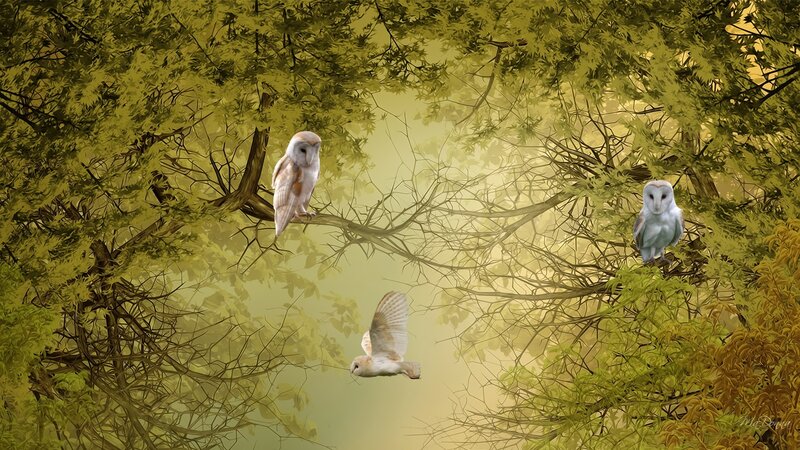 Three Barn Owls in Trees