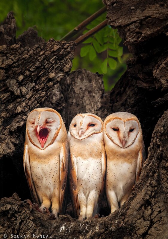 Three Barn Owls