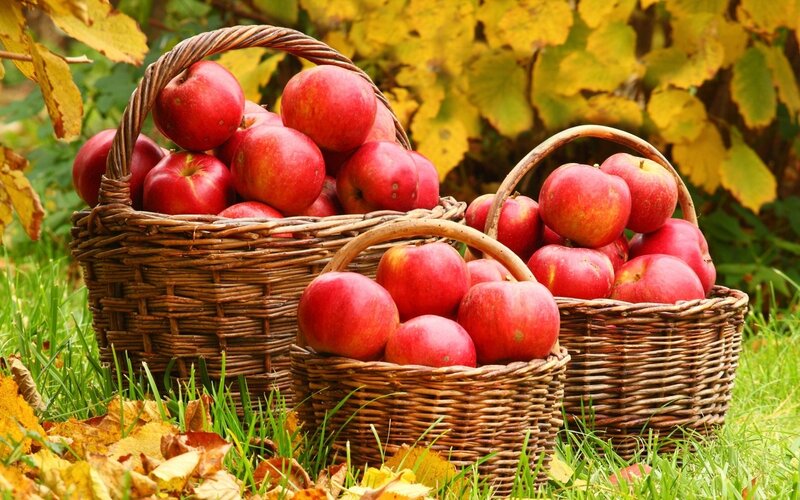 Three Baskets of Apples