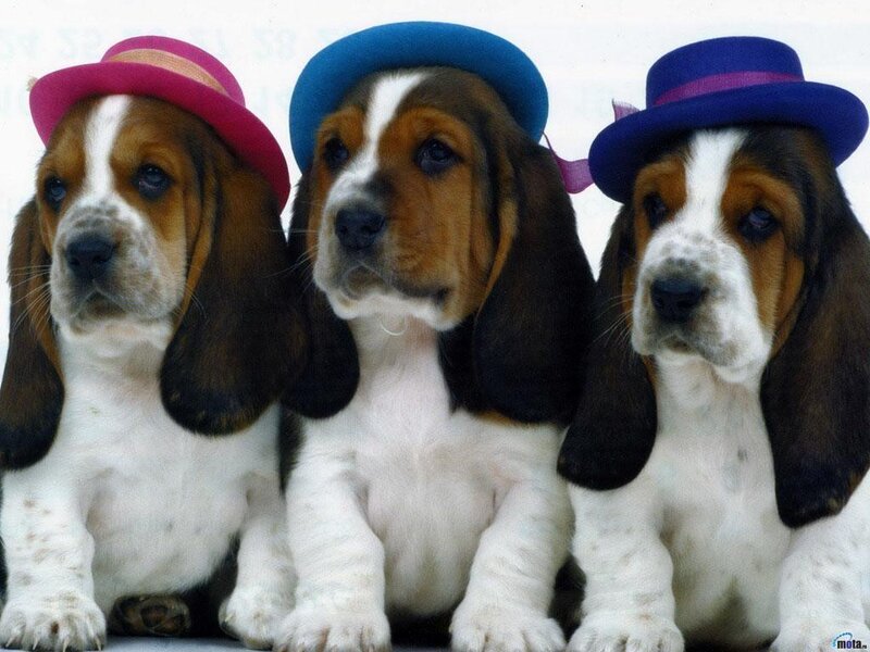 Three Basset Hound Puppies — Brown, Calm