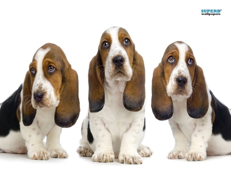 Three Basset Hound Puppies — Brown, Innocent