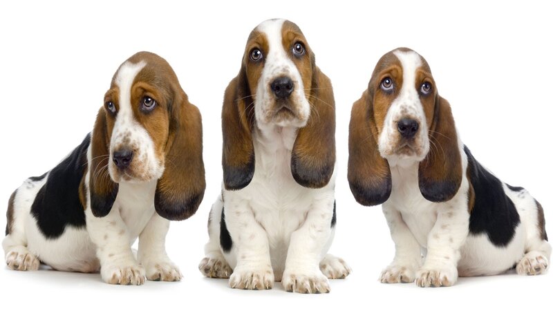 Three Basset Hound Puppies — Brown, Neutral, Photograph, White Background, Ears