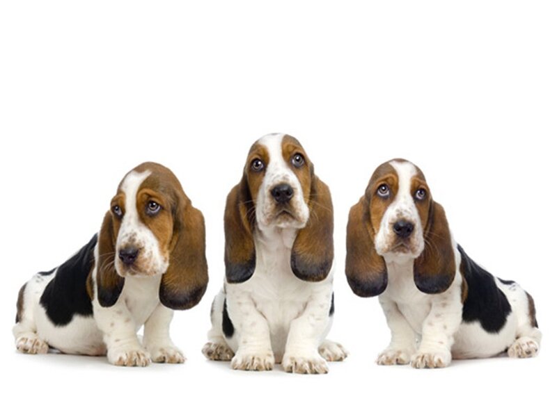 Three Basset Hound Puppies — Brown, Neutral