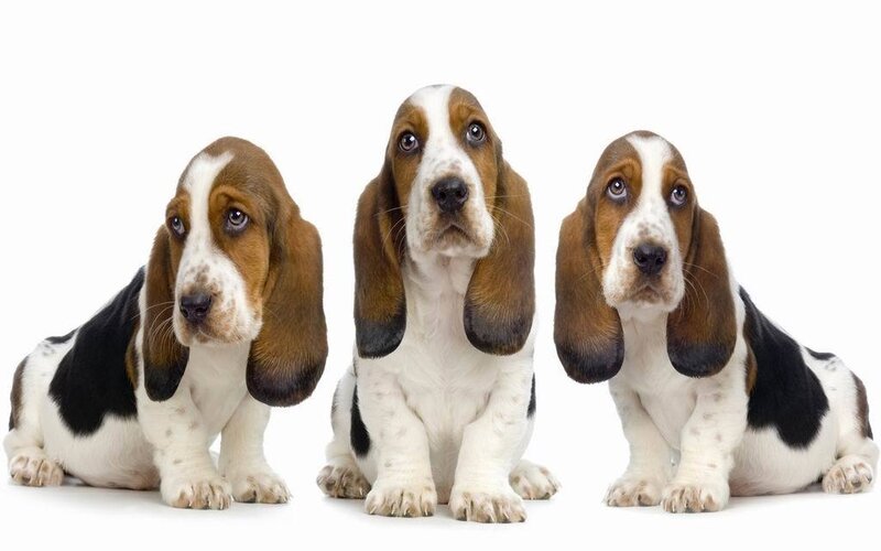 Three Basset Hound Puppies — Brown