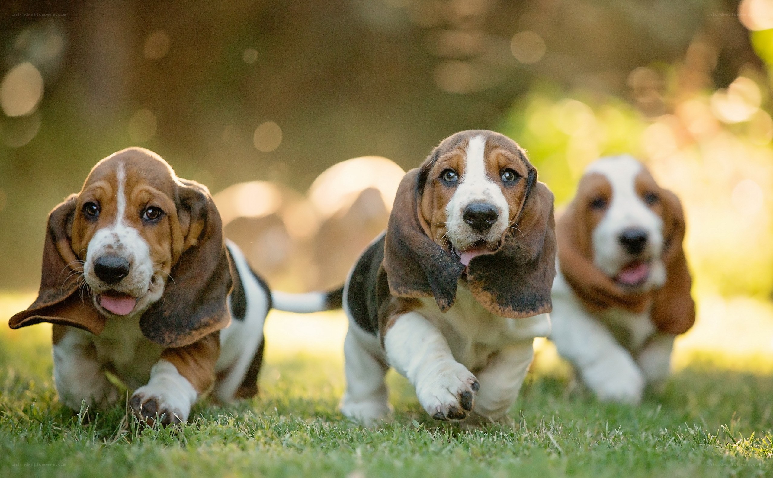 Three basset hound puppies running
