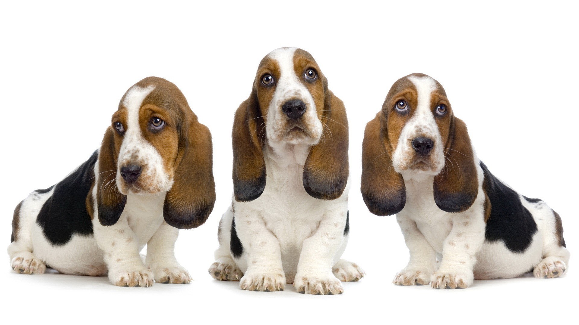 three basset hound puppies