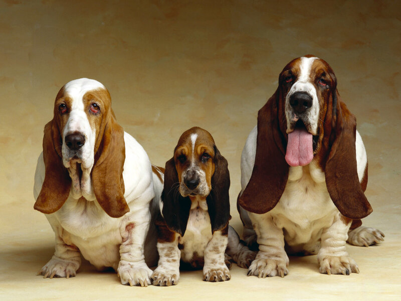 Three Basset Hounds