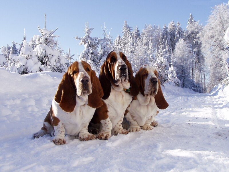 Three Basset Hounds — White